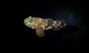 Black Goby
