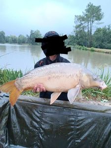 Mirror Carp