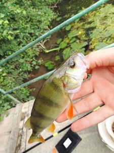 European Perch