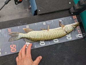 Northern Pike