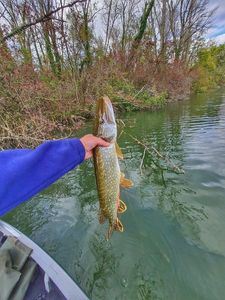 Northern Pike