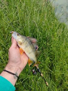 European Perch