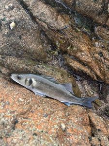 European Bass (Seabass)