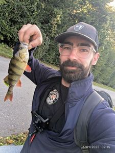 European Perch