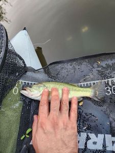 Largemouth Bass
