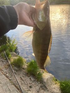 Zander