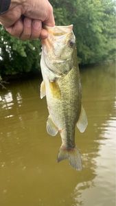 Largemouth Bass