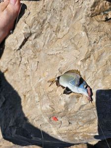 Common Two-Banded Seabream