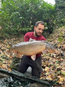 Common Carp
