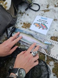 Rainbow Trout
