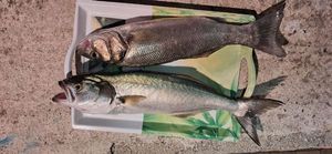 Loup de Mer