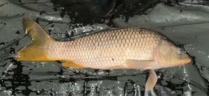 Common Carp