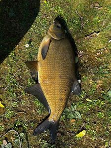 Common Bream