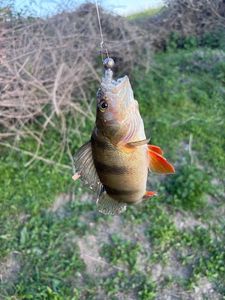 European Perch