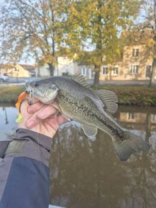 Largemouth Bass