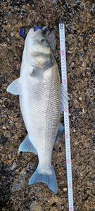 European Bass (Seabass)