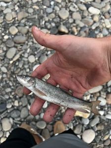 Muskellunge (Musky)