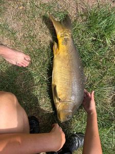 Mirror Carp