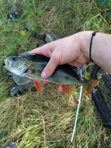 European Perch