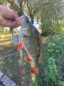 European Perch