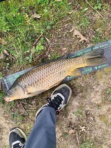Common Carp
