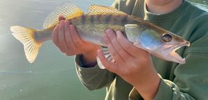 Zander