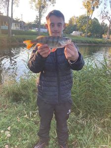 European Perch