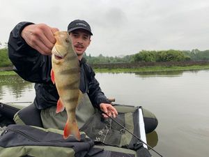 European Perch
