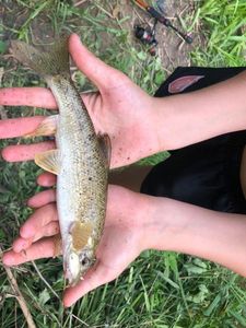 Barbel