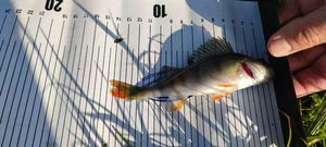 European Perch