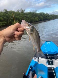 Common Snook