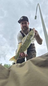 Zander