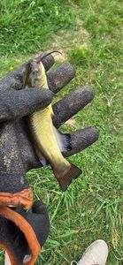 Black Bullhead