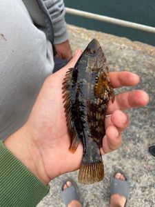 Ballan Wrasse