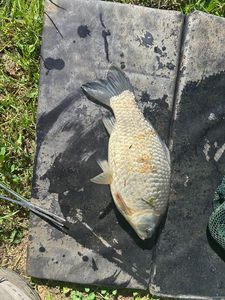 Crucian Carp
