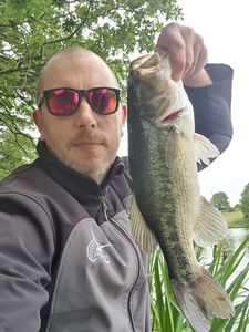 Largemouth Bass