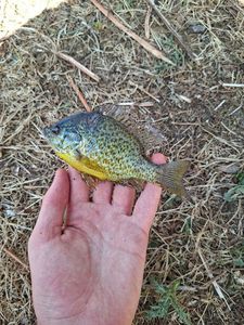 Pumpkinseed