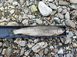 Brown Trout