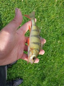 European Perch