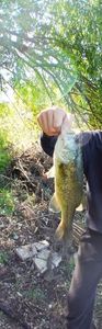 Smallmouth Bass