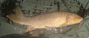 Common Carp