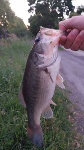 Largemouth Bass