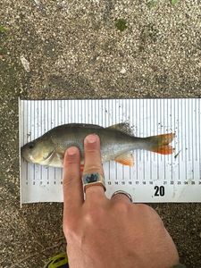 European Perch