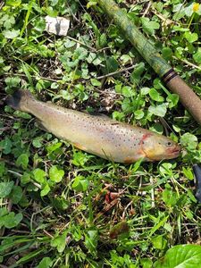 Brown Trout