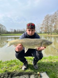 White Seabass