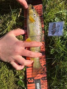 Brown Trout