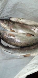 Rainbow Trout