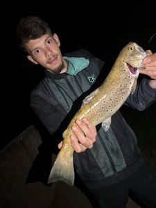 Brown Trout