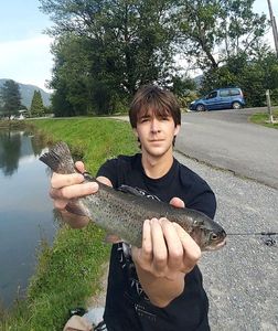 Rainbow Trout