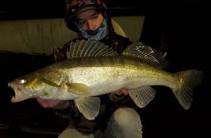 Zander